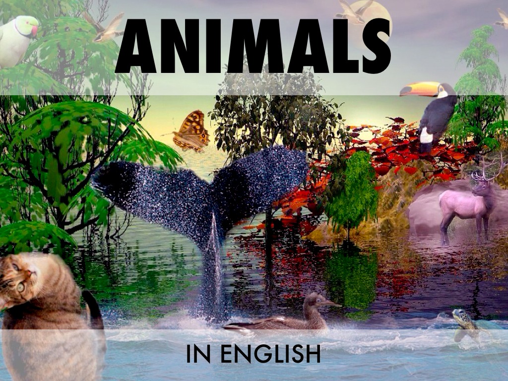 English Animals