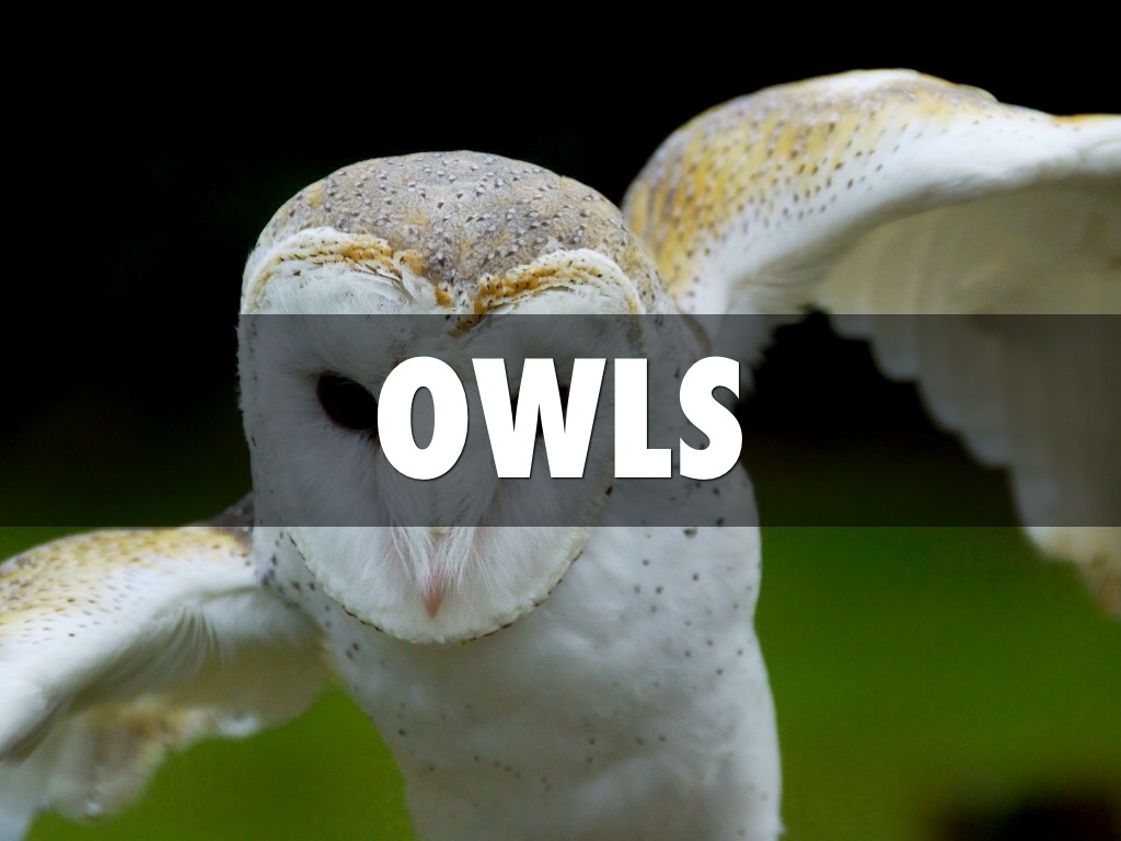 Owls
