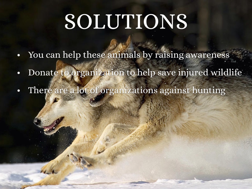 Hunting and Poaching by media12