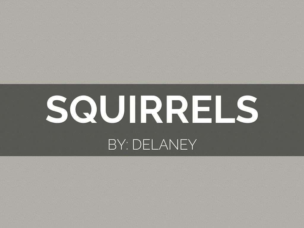 Squirrels 