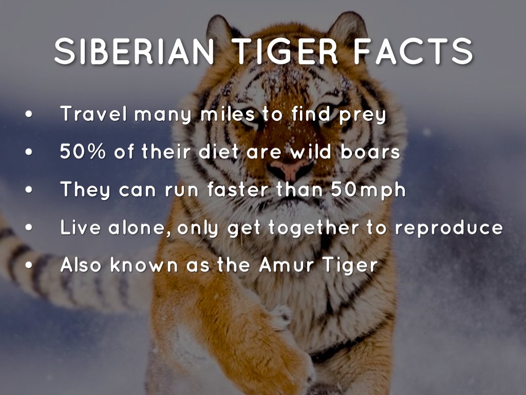 Siberian Tiger by Destanie Martin