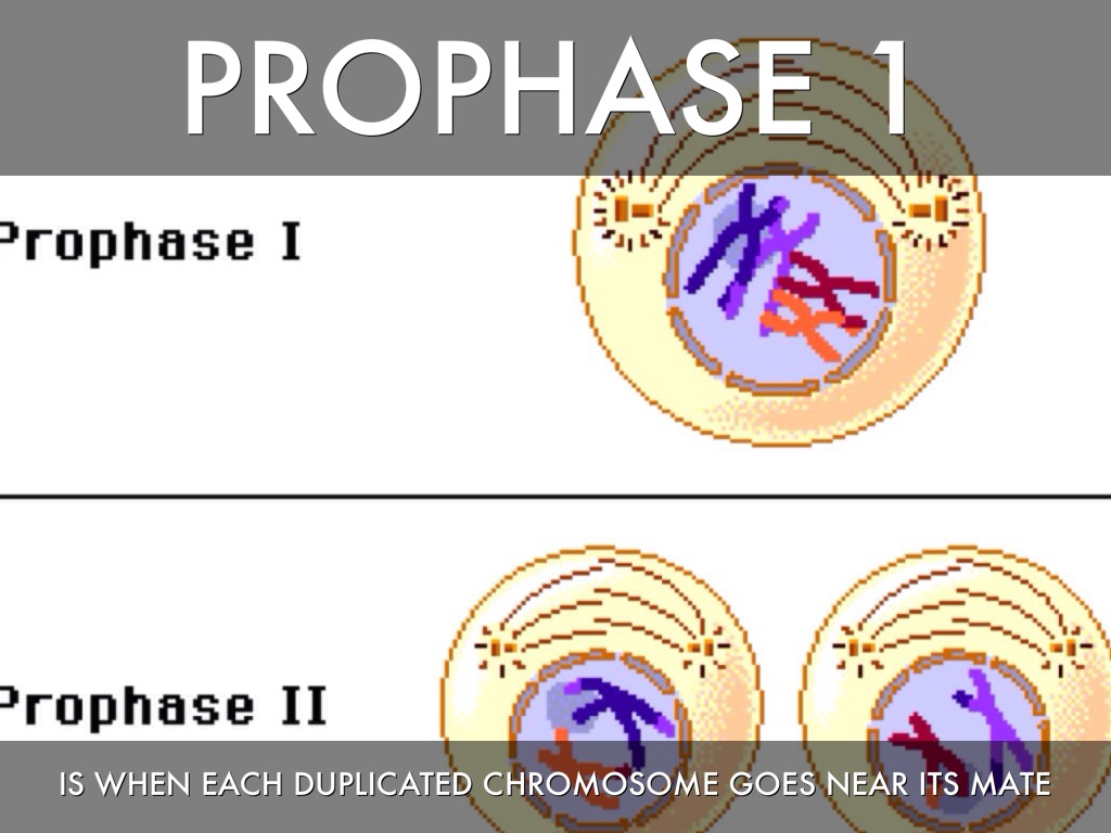 prophase one