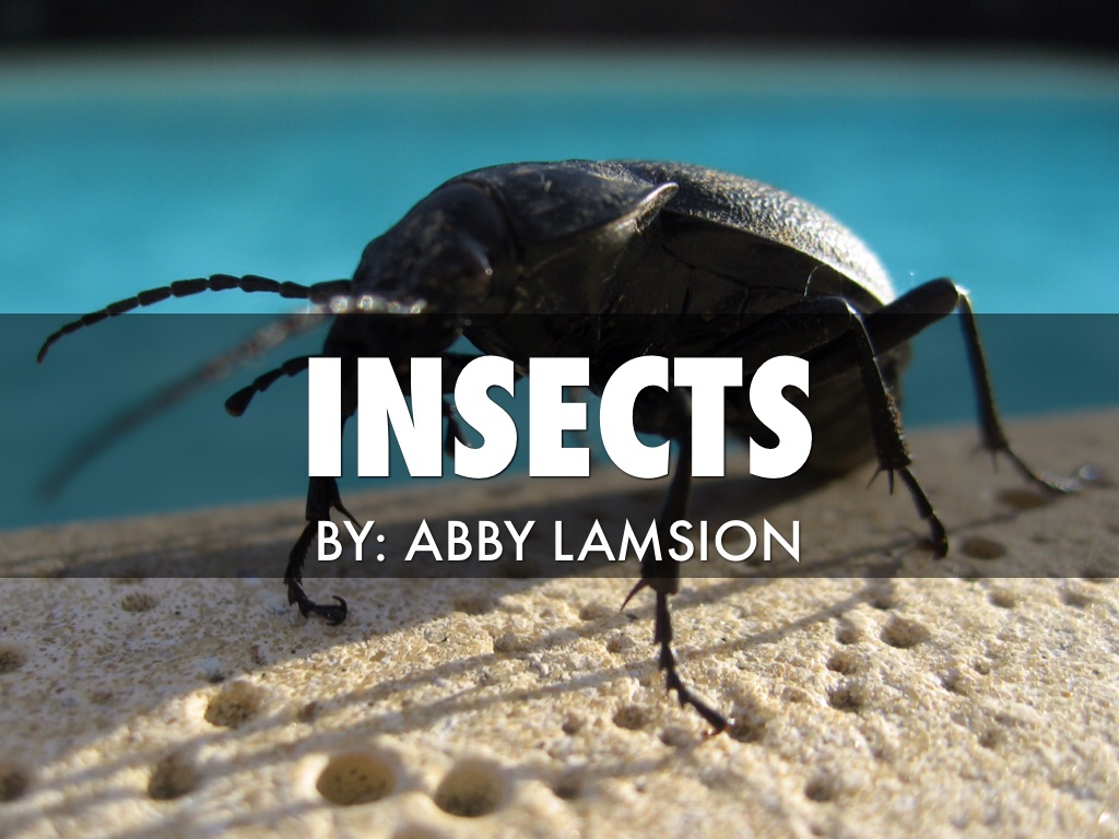 Insects
