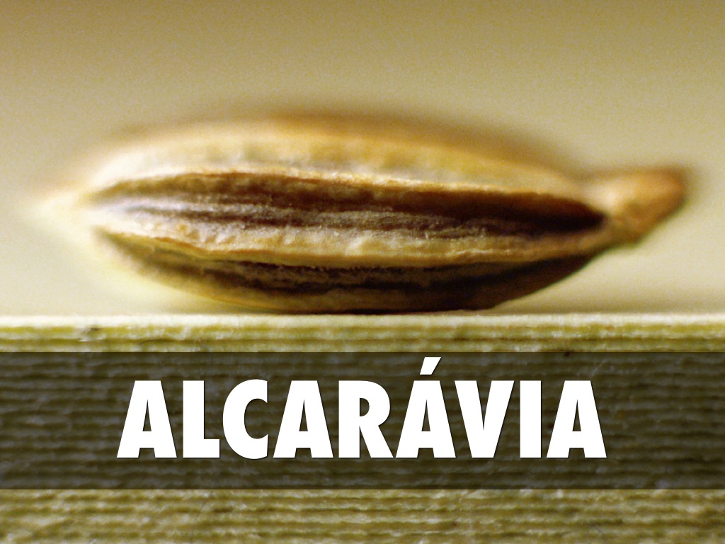 A Alcarávia