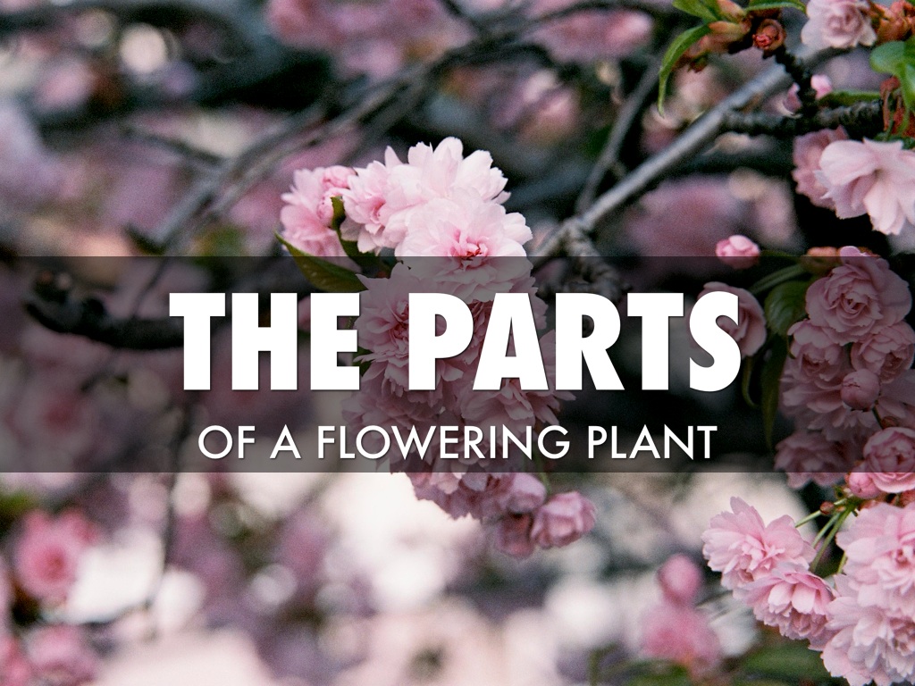 The Parts Of A Flowering Plant