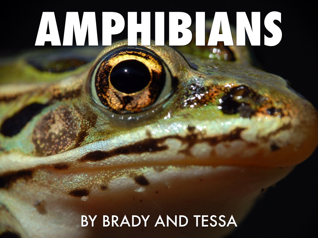Amphibians