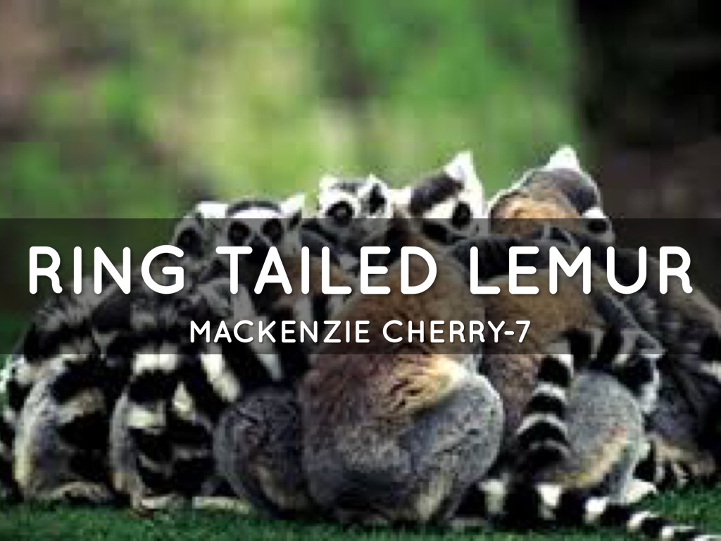 Ring Tailed Lemur