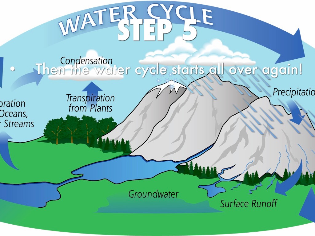 summarize the steps of the water cycle.