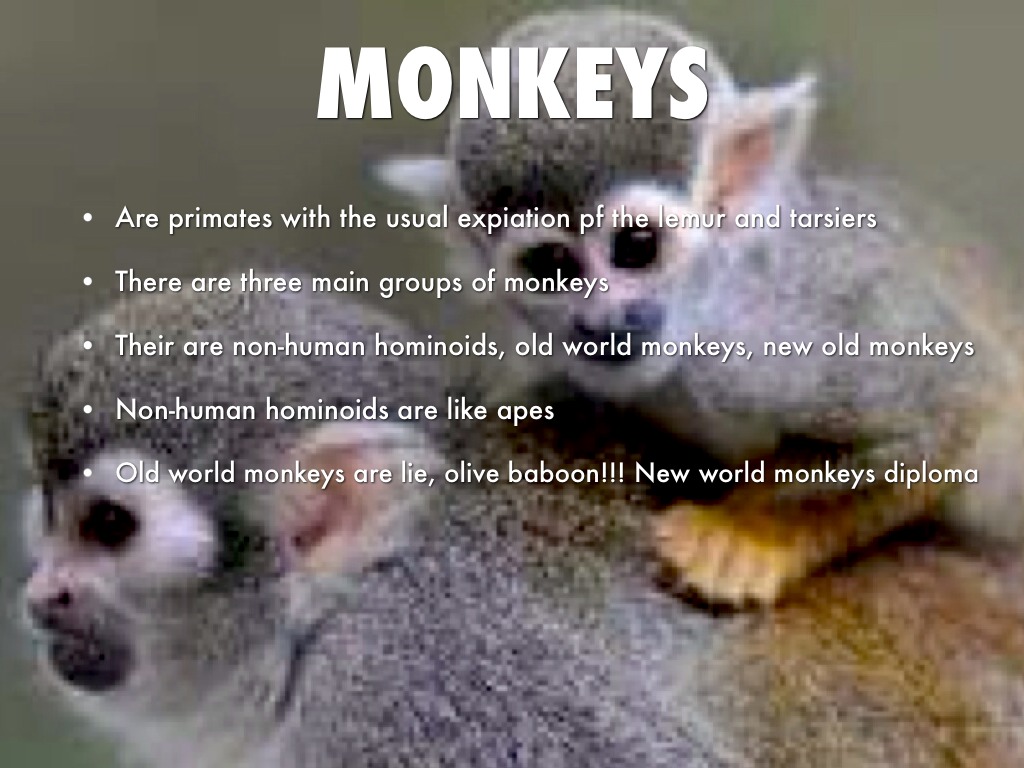 Monkeys