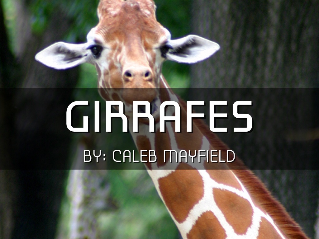 Giraffe 