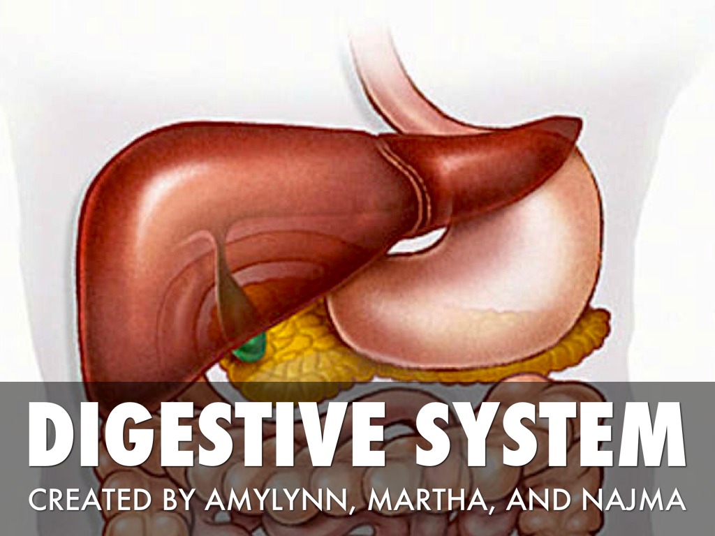 Digestive system