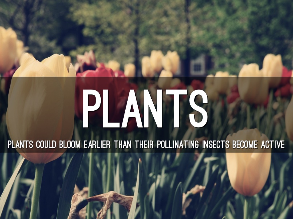 Effects Of Global Warming by Lizzy Fisher