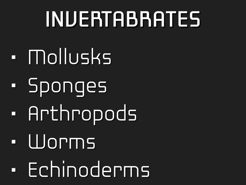 Invertebrate Project 