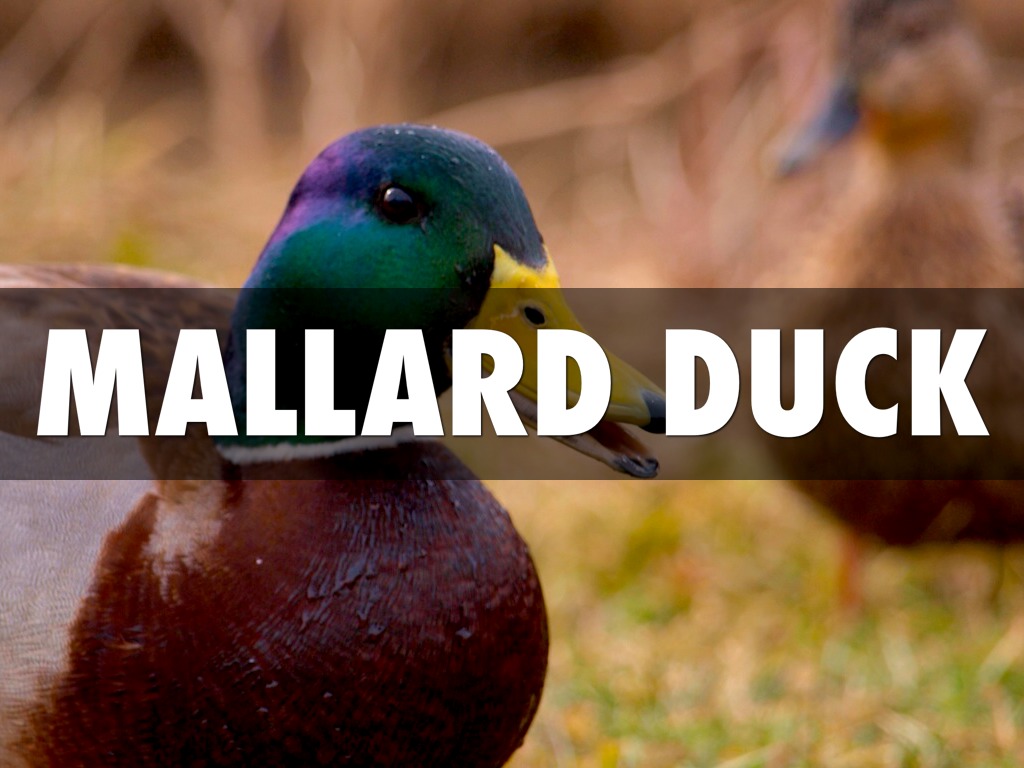 Mallard Ducks by Spencer Carter