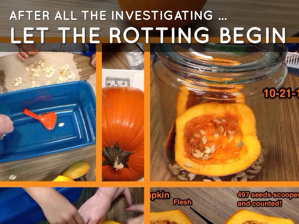 Rotten Pumpkin Experiment by Meghan Zigmond
