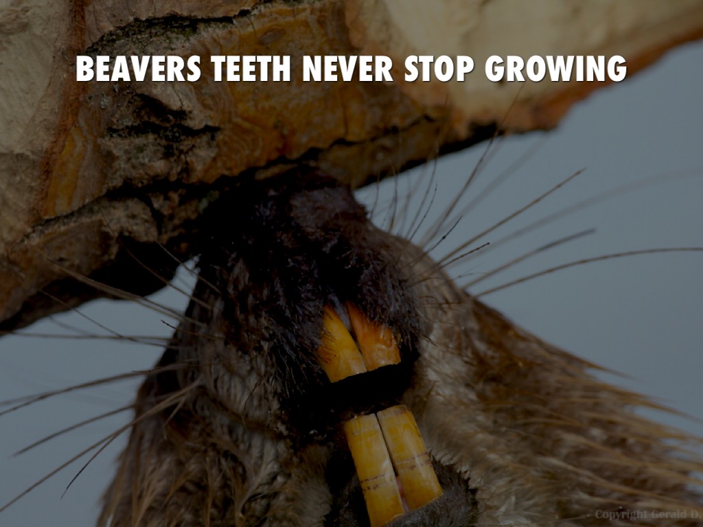 Beavers by Angels Guo