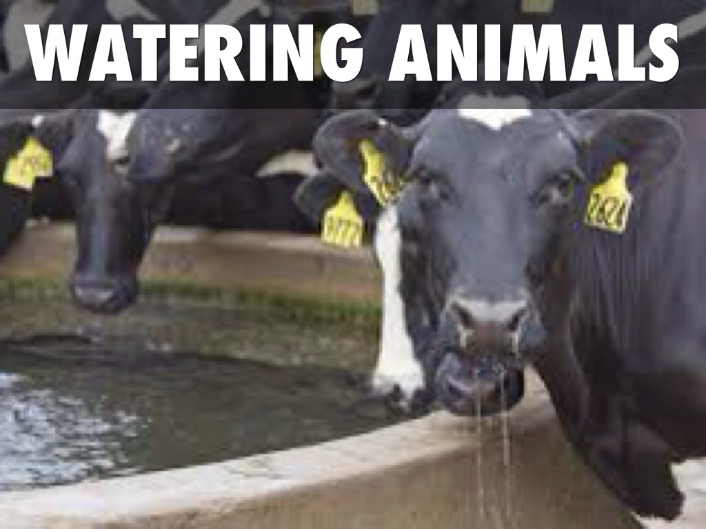 Water Use by Marshall Cater