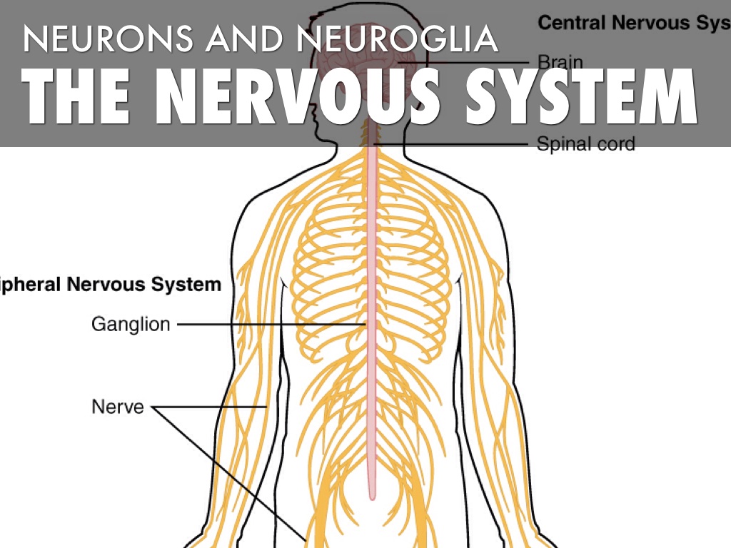 Связь сердца и нервной системы. Центральная нервная система картинки. Nervous system support. Нервная система человека. Nervous system parts.