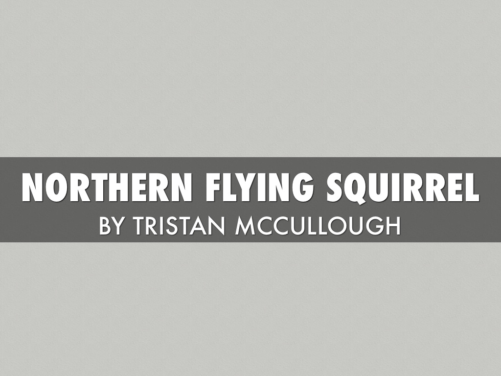 Northern Flying Squirrel