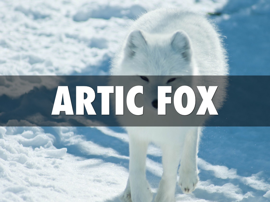 Artic Fox