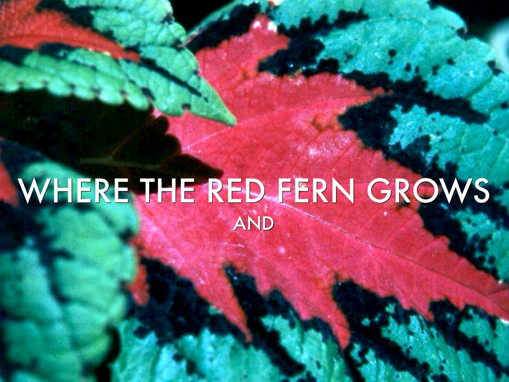 an analysis of where the red fern grows by wilson rawls Where the red fern grows by wilson rawls - chapter 3 summary and analysis. an analysis of where the red fern grows by wilson rawls Where the red fern grows by wilson rawls - chapter 3 summary and analysis.