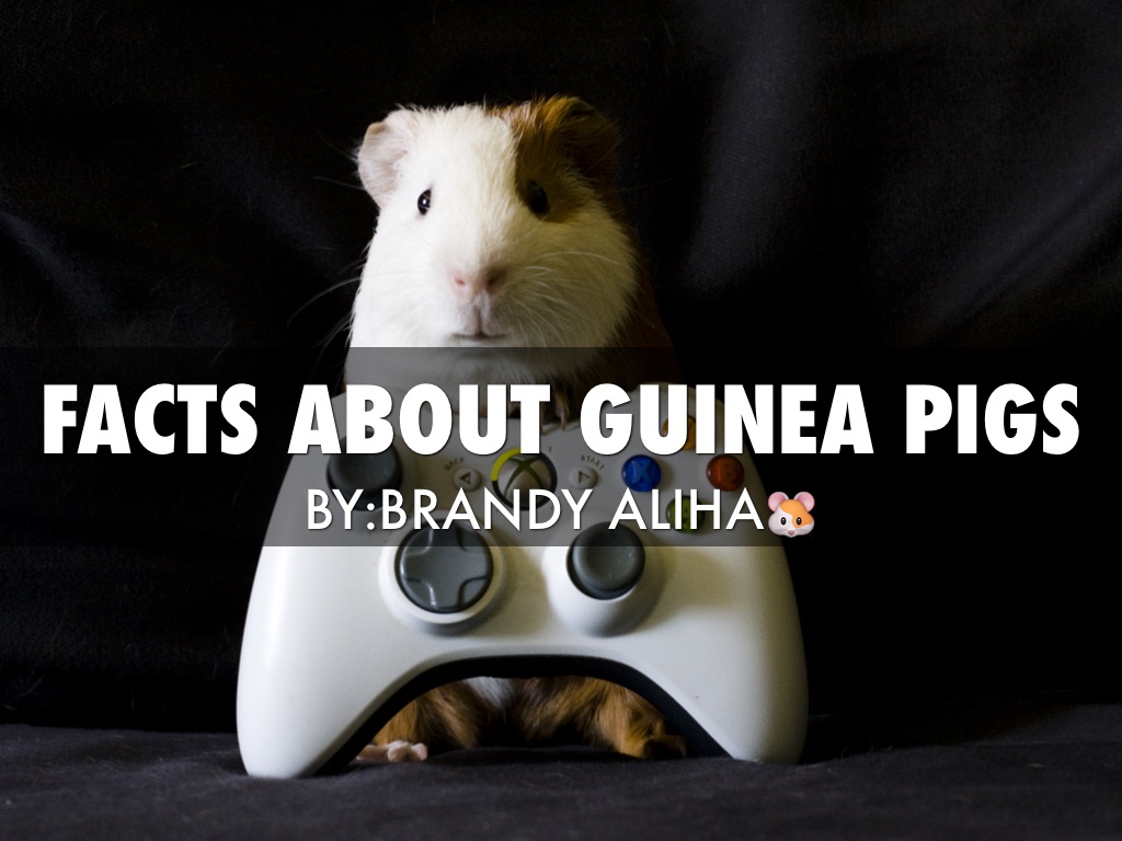 Guinea Pigs by Brandy Almeida