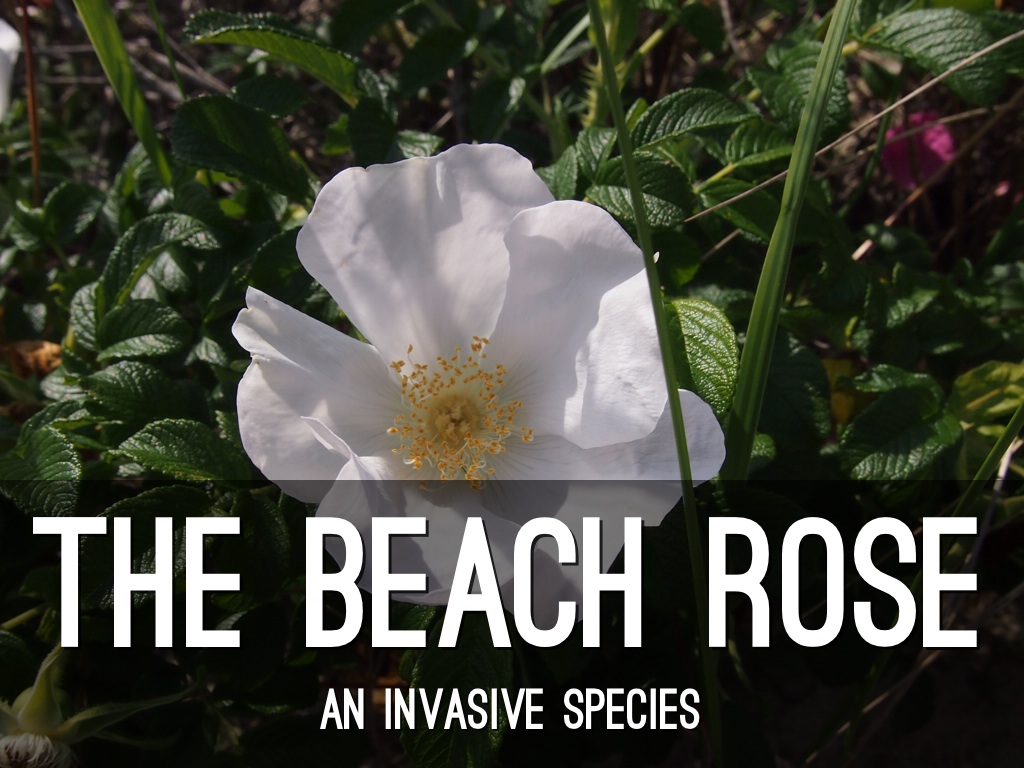 Beach Rose