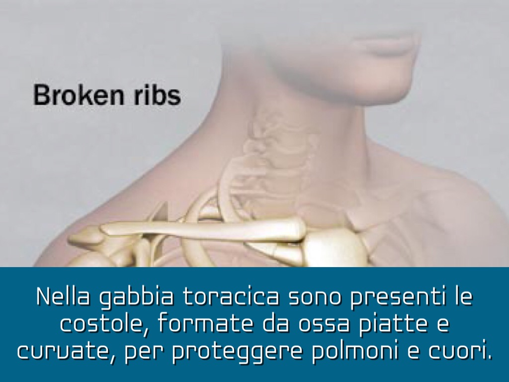 Quante Costole Ha Il Corpo Umano