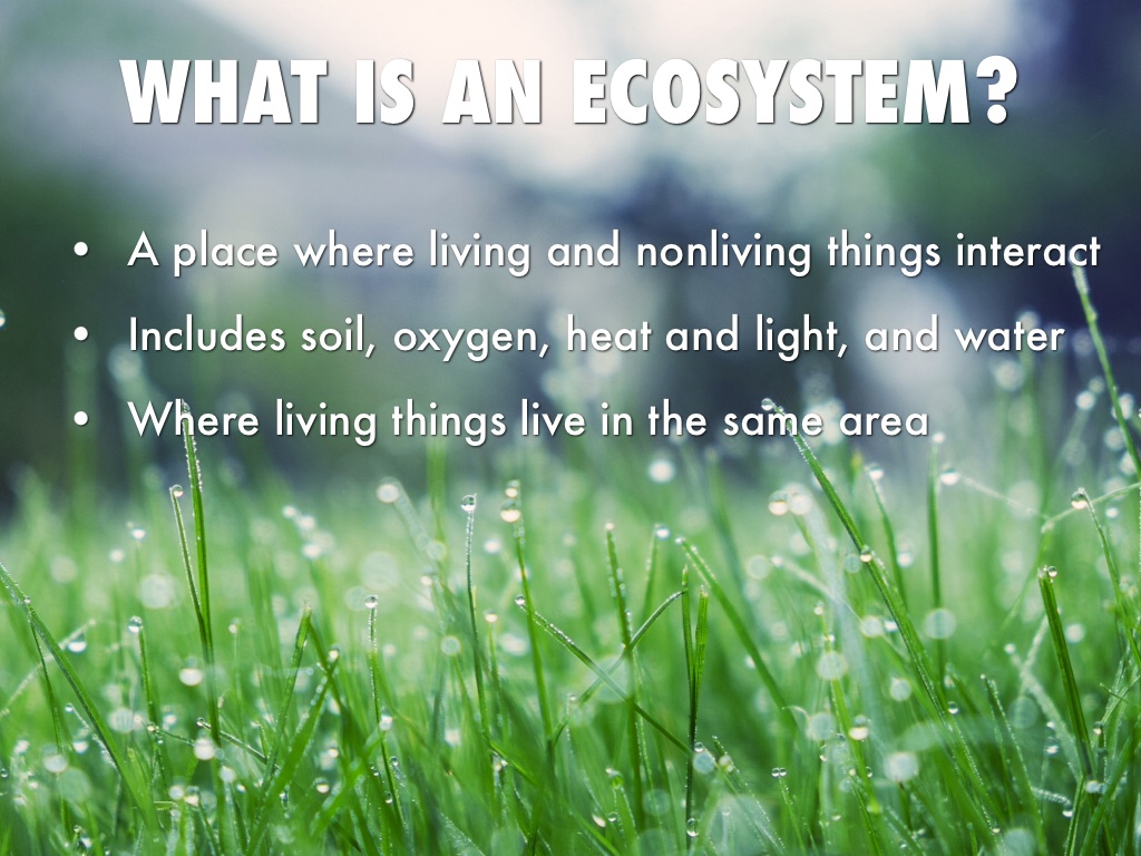 Habitats And Ecosystems by Samantha Banos