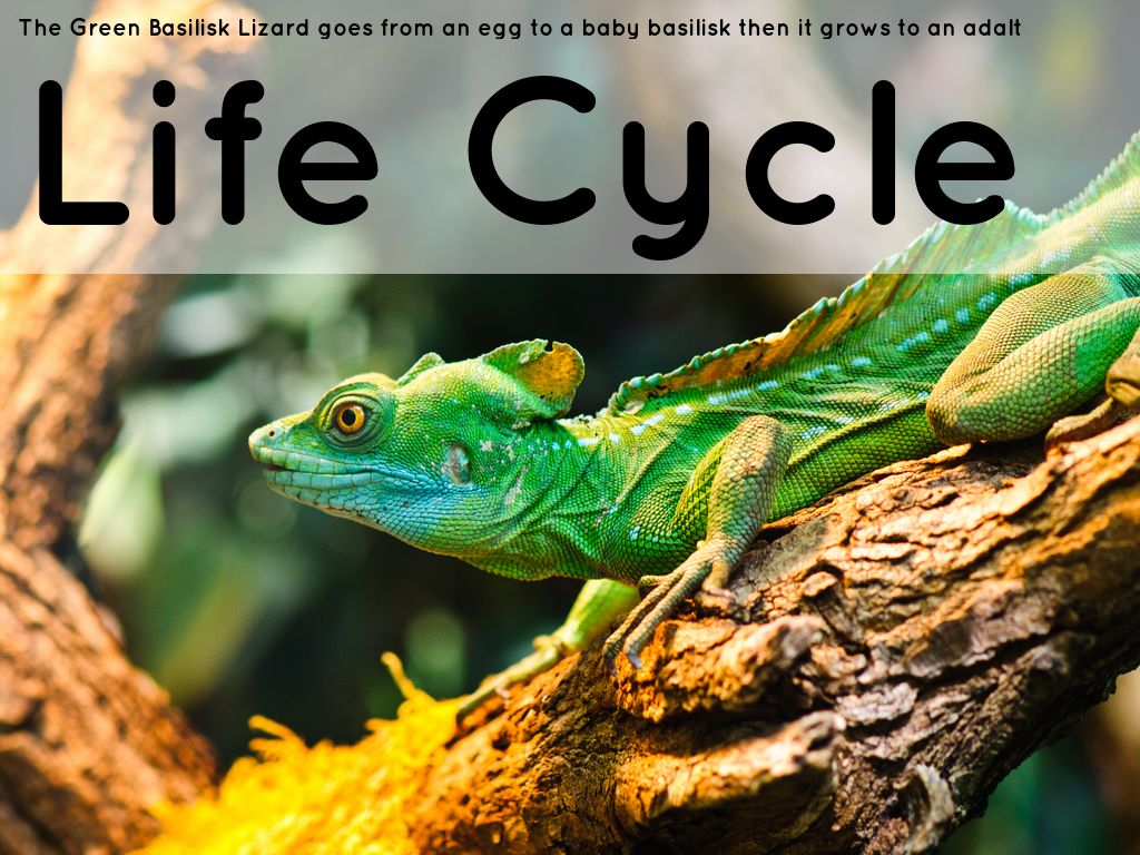 Lizard Life Cycle