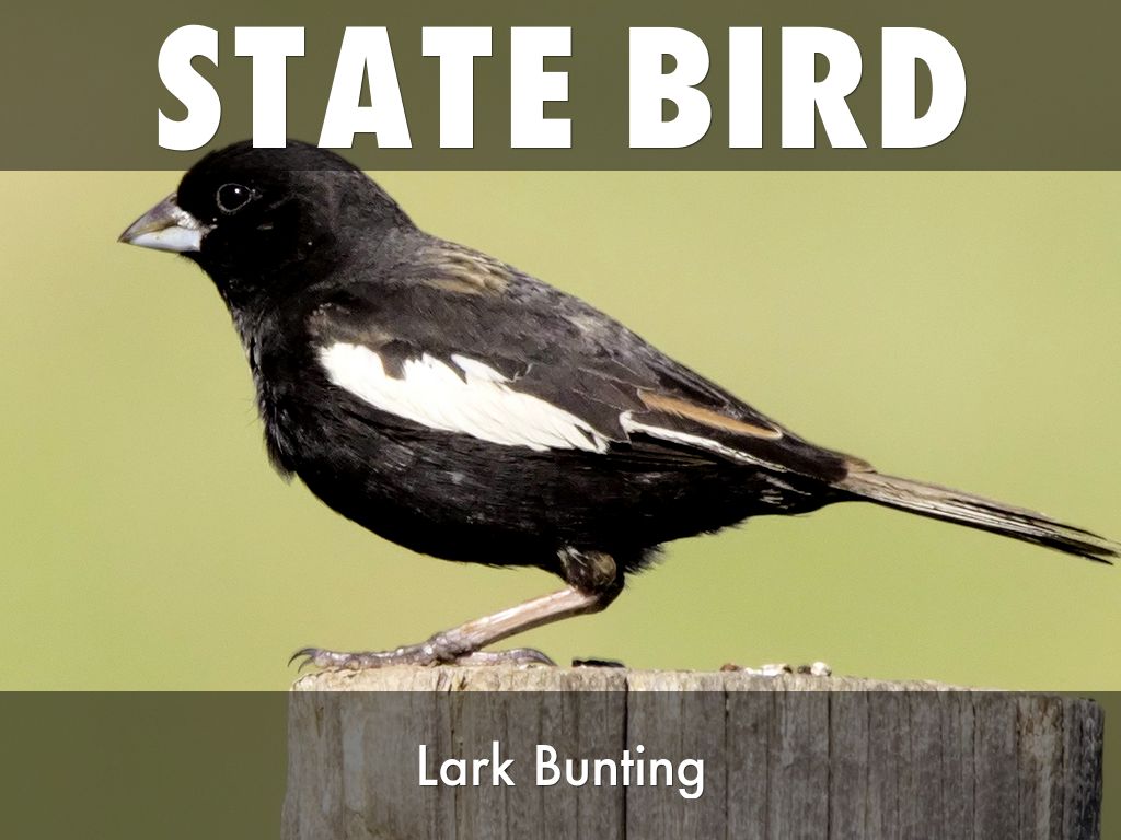state bird