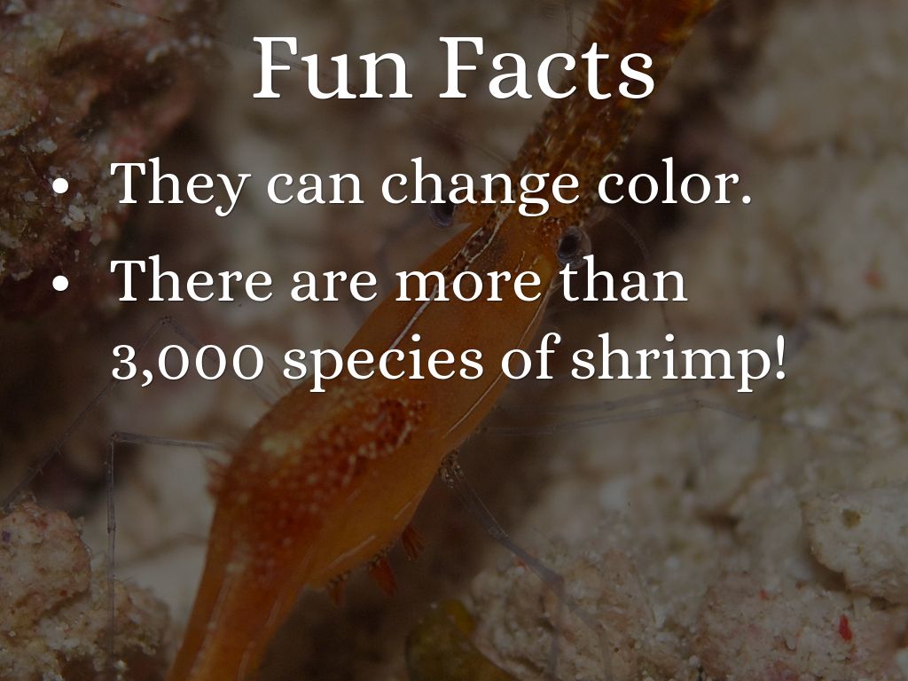 Shrimp by jvukmarkaj