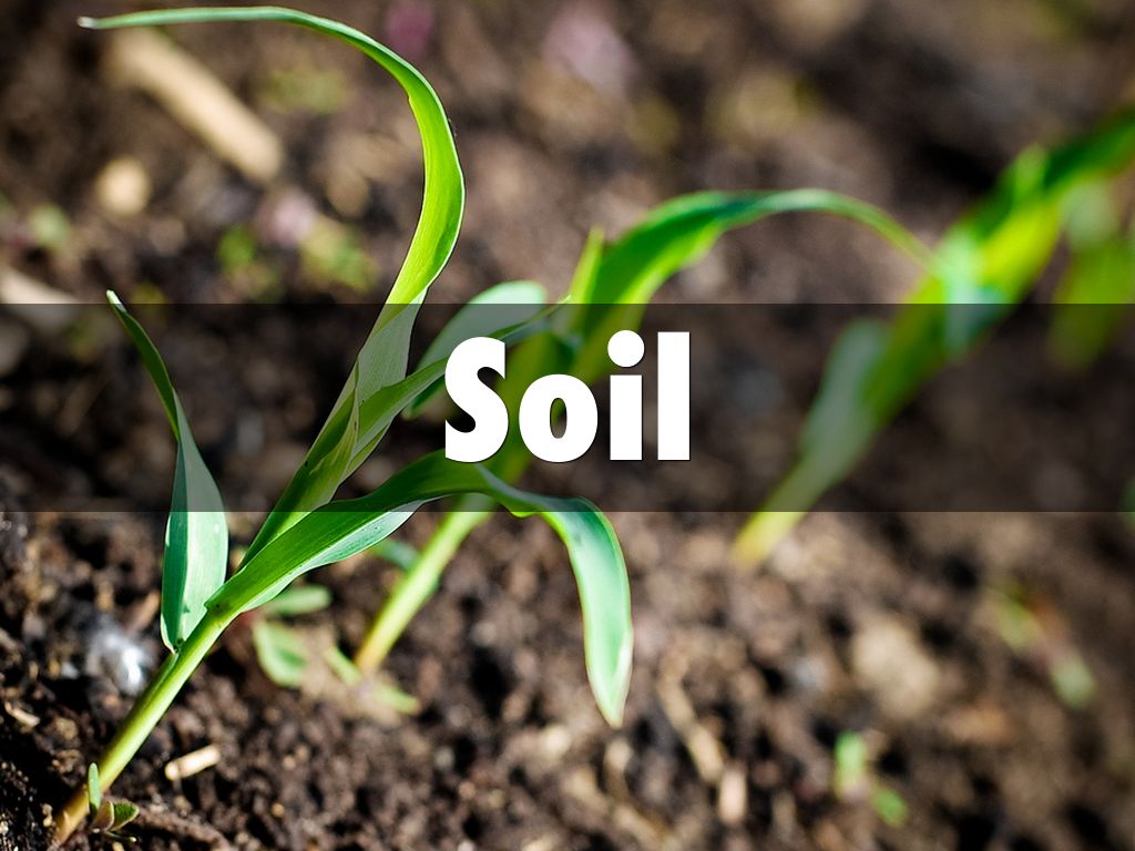 Soil
