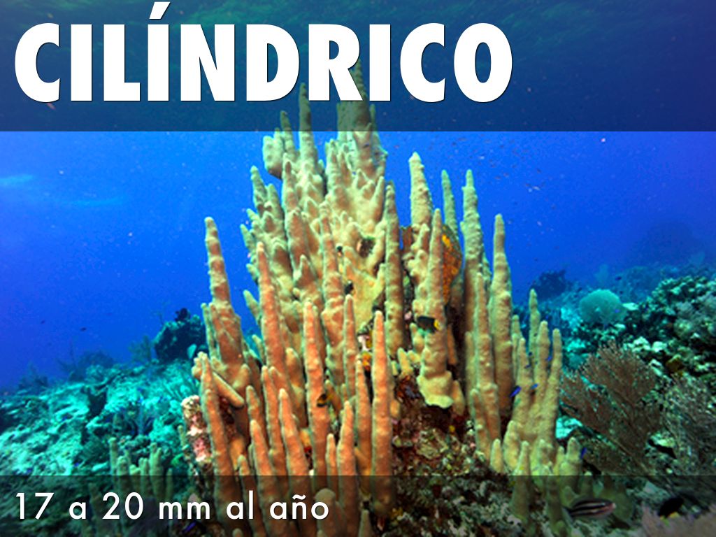 Arrecife De Coral Wallpaper Oceans Fish Wallpaper