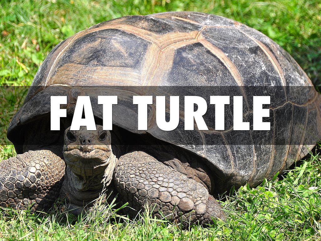I Like Turtles By Gabe 