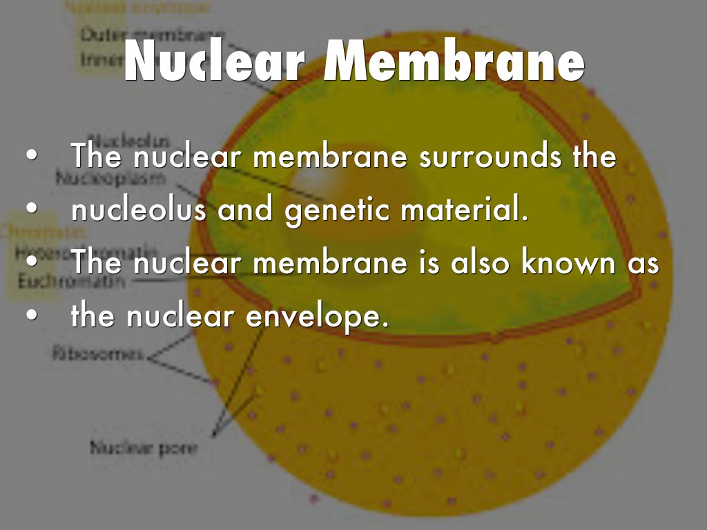 Organelle Options by angelica.smith24