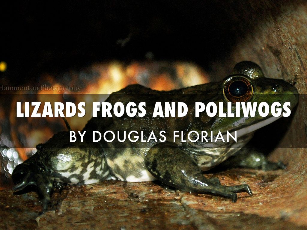 Copy of Lizards,frogs And Polliwogs 