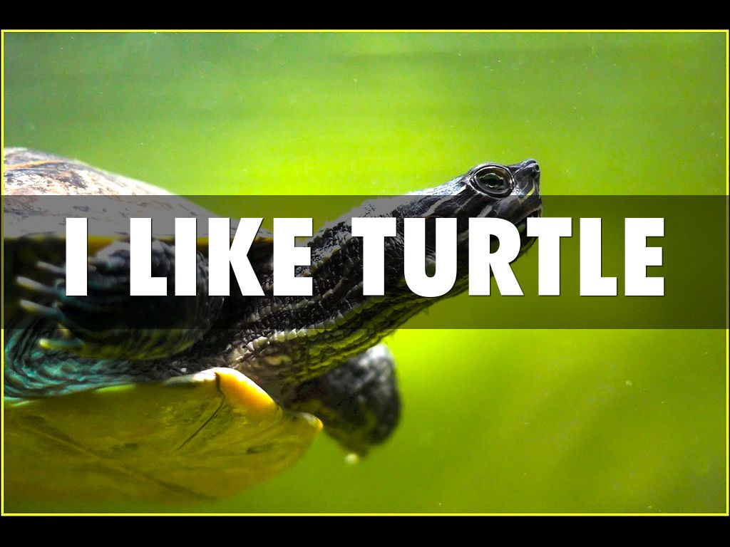I Like Gabe Turtle By Nathan