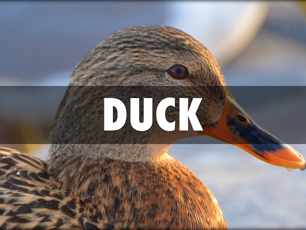 Clean And Unclean Animals by Jacky Xu