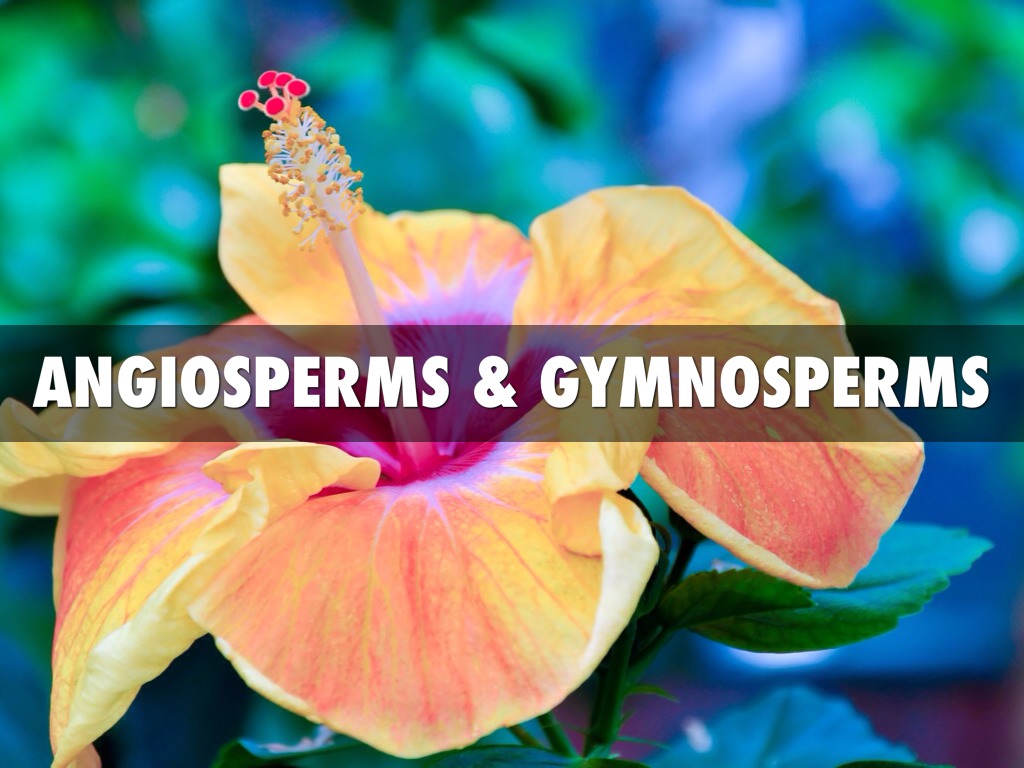 Angiosperms & Gymnosperms