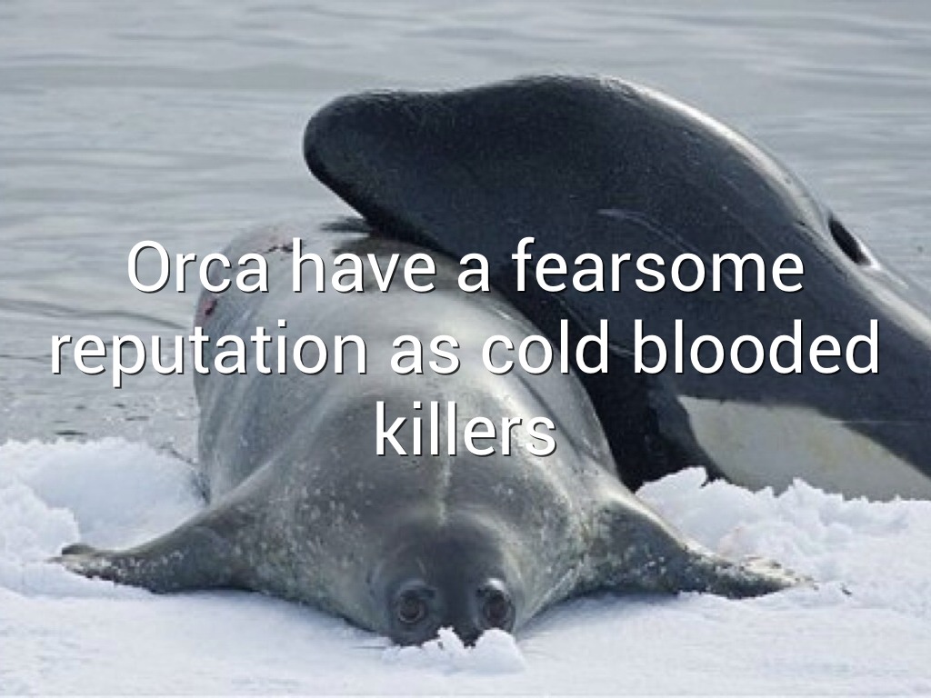 касатка морж. касатка ,акула,белая акула,кит ,кит убийца. касатка кит тюлени. морж и касатка фото. китовая бухта антарктида.