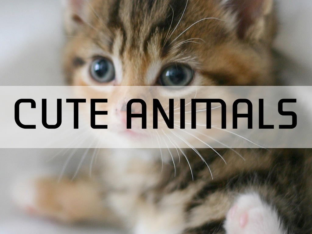 Cute Animals