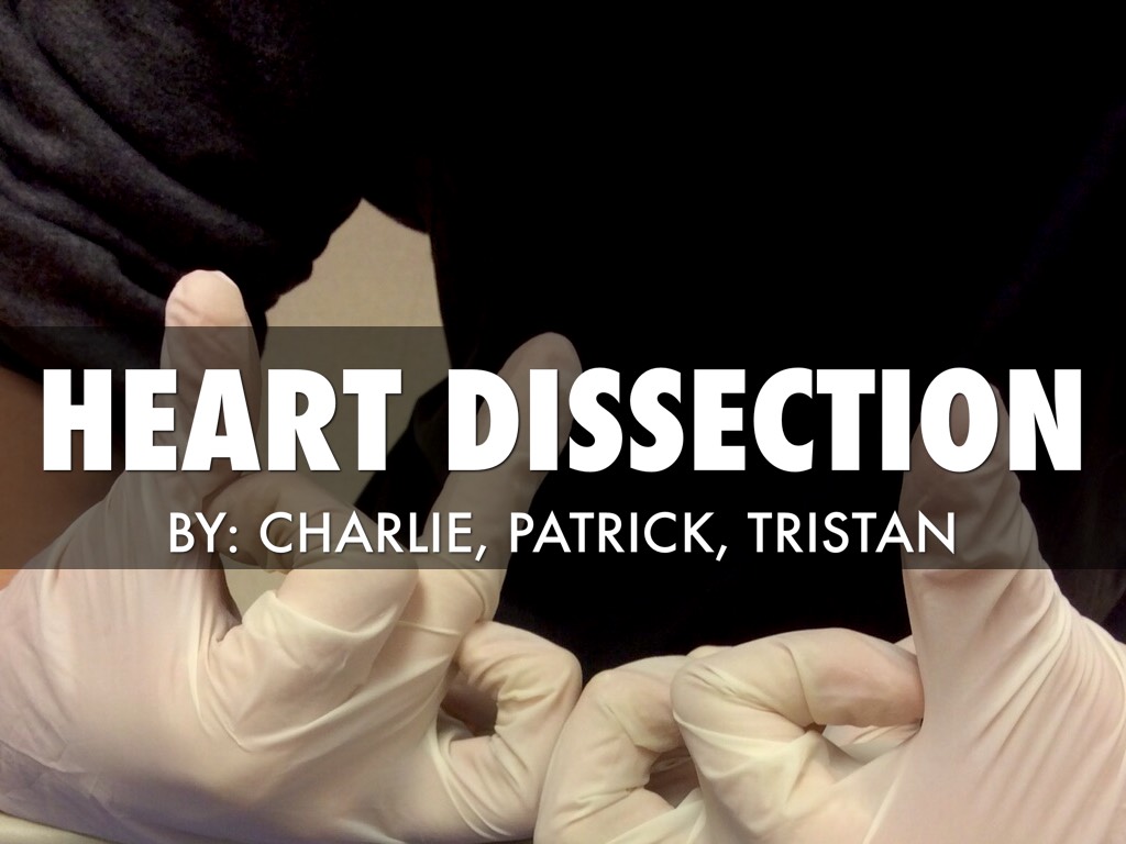 Heart Dissection