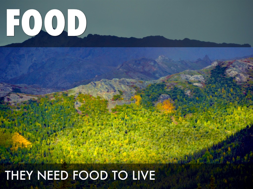   Basic Needs Of Plants.