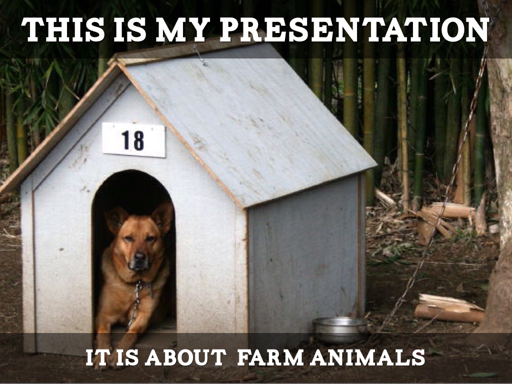 My Presentation Farm Animals