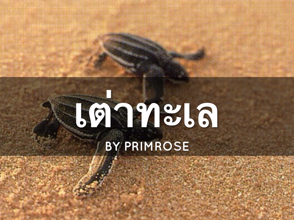 เต่าทะเล