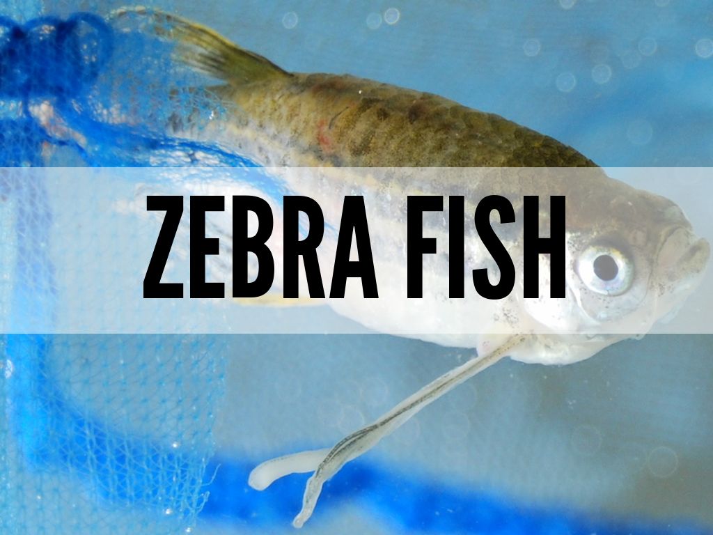 Zebra Fish