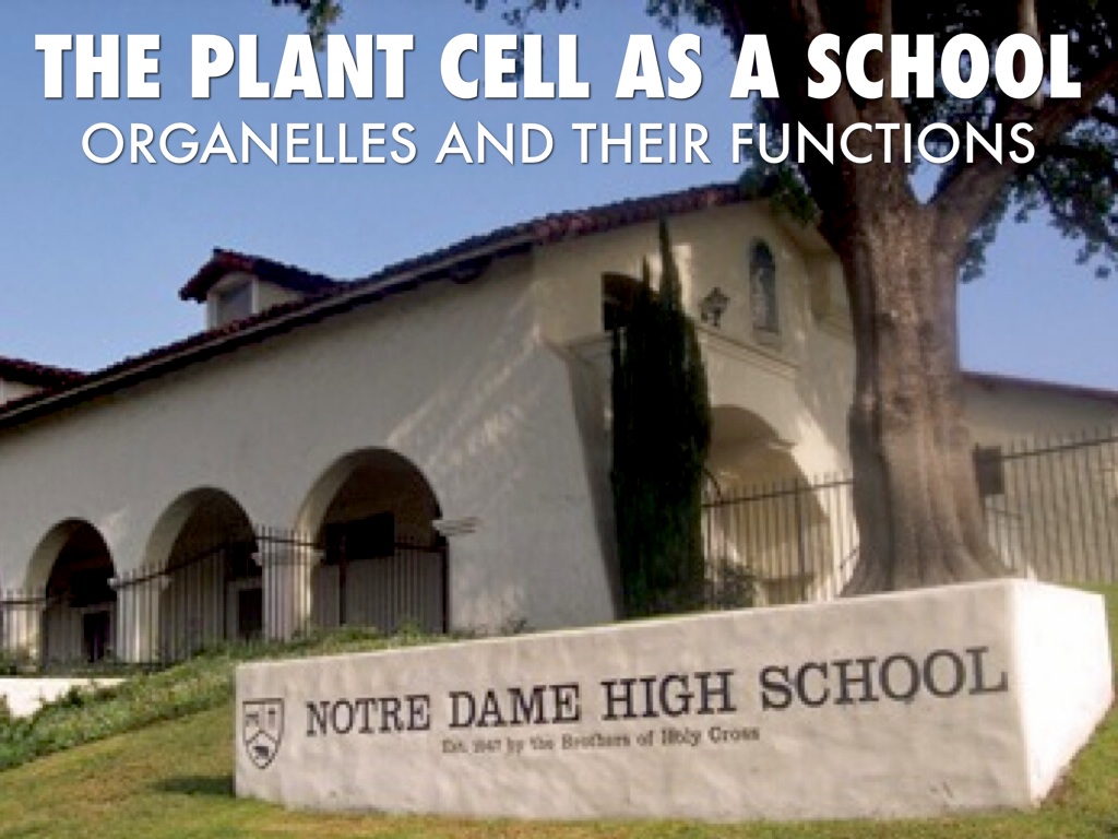 the plant cell as a school