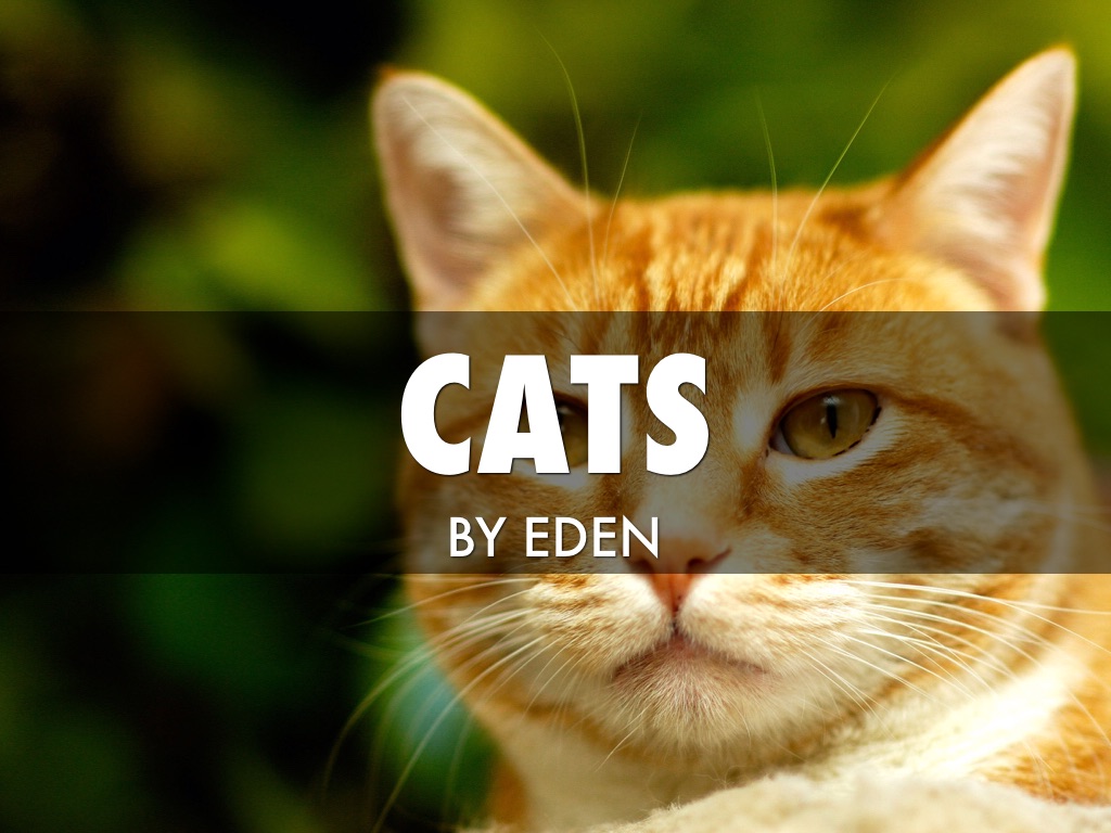 Eden Cats by Gill