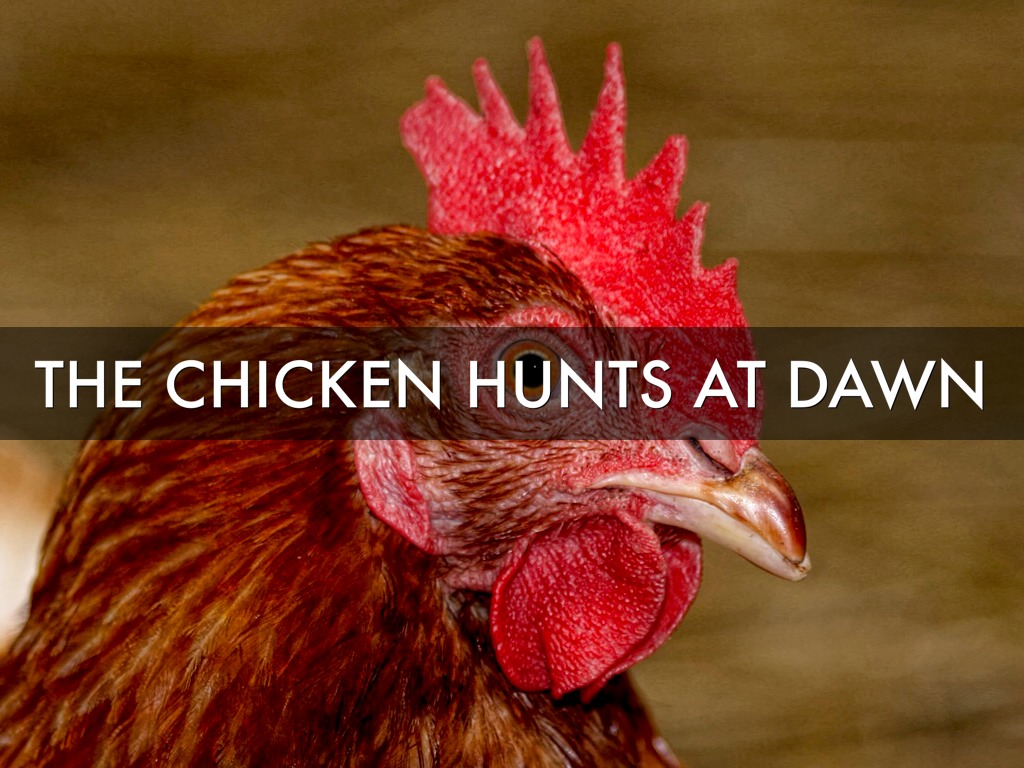 The Chicken Eats At Dawn